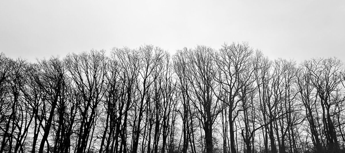 Bäume im Gegenlicht