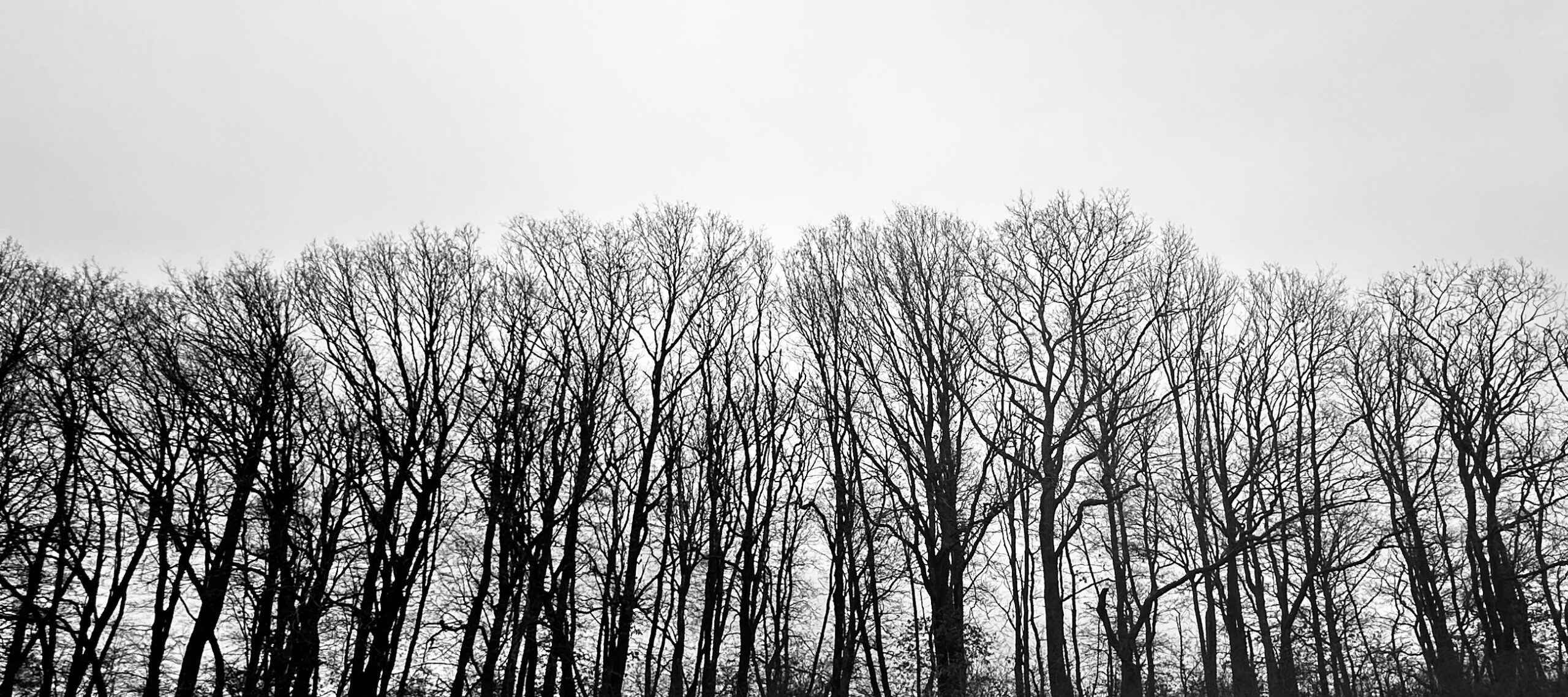 Bäume im Gegenlicht